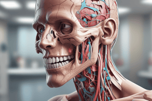 Anatomy of the Mouth and Throat