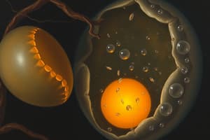 Egg production (Oogenesis)