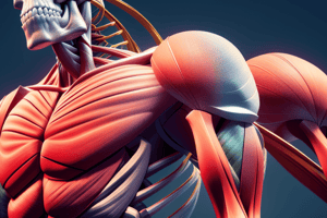 The Ultimate Muscular System Quiz