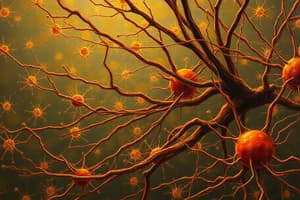 Nervous System: Organization, Synapses, Neurotransmitters