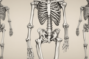 Bones of Upper Limb