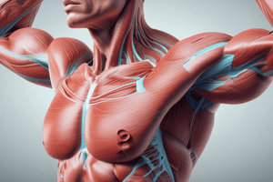 Kinesiology: Forces and Vectors in Muscle Anatomy