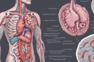 Anatomy of the Pancreas