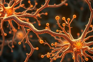 Synapses Neuromusculaires: Étapes de la Vie