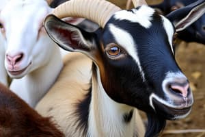 Goat Breeds Quiz: Industry Standards