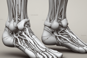 Anatomy of the Ankle Joint