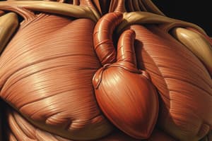 Muscle Tissue Overview Quiz