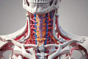 Human Vertebral Column Anatomy