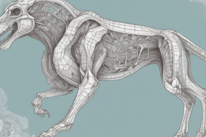 Organization of Animal Bodies: Tissues and Organ Systems