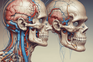 Anatomy of the Trigeminal Nerve