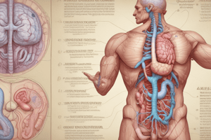 Anatomy of the Pancreas