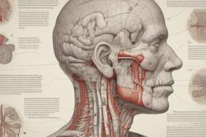 Boundaries of Lung and Pleura