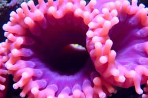 Biology: Sponges and Cnidarians Overview