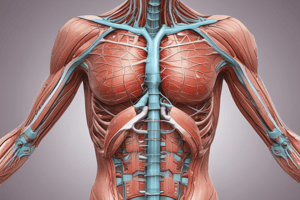 Anatomy of the Abdominal Wall