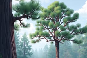 Dendrology: Ponderosa Pine Eco-System