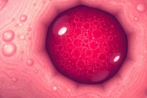 Basal Cell Carcinoma (BCC)