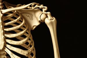 Skeletal System and Bone Structure Quiz