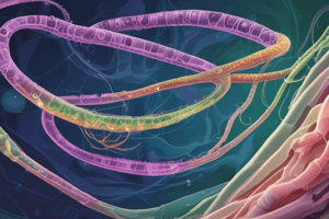 TEMA 3: Tratamiento de Helicobacter Pylori: Consideraciones para Pruebas de Erradicación