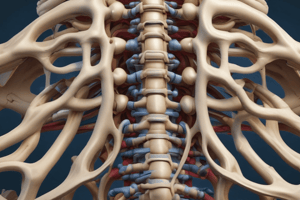 Vertebral Spine Mobility Quiz