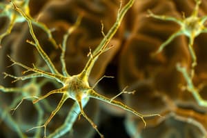 Neuroscience Basics: Glial Cells and Neurons