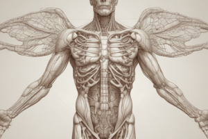 Anatomy of Mediastinum