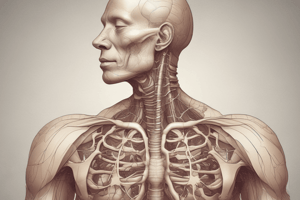 Airway Anatomy and Physiology