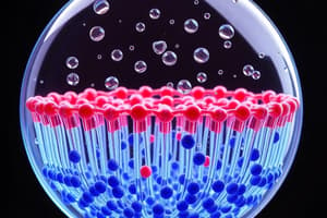 Lipid Bilayer Asymmetry and Membrane Synthesis