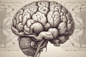 The Cerebellum Introduction