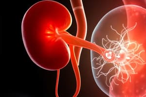 Kidney Development Stages