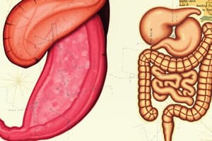 Histologia do Sistema Digestório