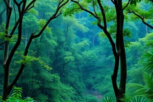 Rainforest Conservation in China