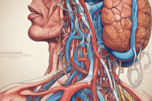 Anatomy of the Digestive System