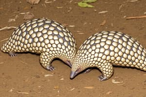 Pangolin Threats Quiz