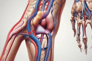 Lower Limb Nerve and Artery Branches Anatomy