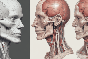 2nd Year Dentistry: Human Anatomy Lecture 17 - Overview of Neck