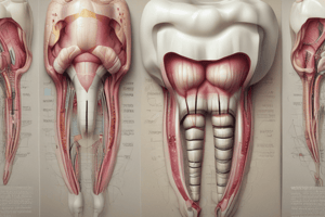 Dental Development Stages Quiz