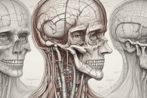 Cranial Nerves and Their Functions