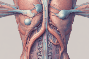 Connective Tissue Functions Quiz