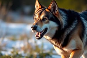 Balto, the Heroic Dog: A Historical Quiz