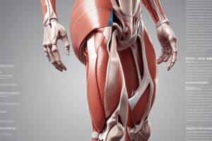 Anterior Extensor Muscles (Quadriceps Femoris Group) Anatomy Quiz