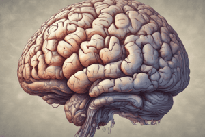 Anatomy of the Cerebrum