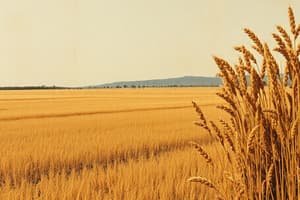 Teff: History and Cultivation Overview