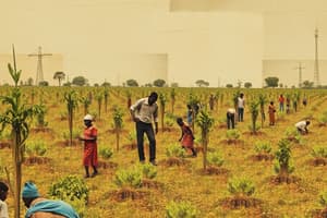 Cashew Cultivation in Nigeria