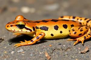 Biologie animală - Amphibia și Reptilia