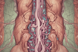 Renal Corpuscle Filtration in Urinary System