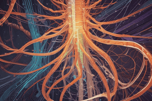 Spinal Cord and Tracts in Brain and Nervous System