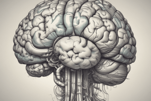 Human Brain Anatomy: Right Hemisphere