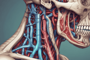 Anatomy of the Larynx