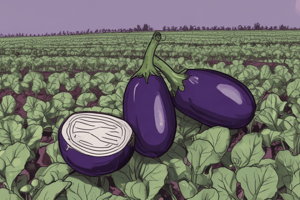 Eggplant Quiz