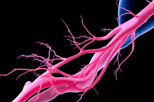 Peripheral Nervous System: Brachial Plexus OT 505